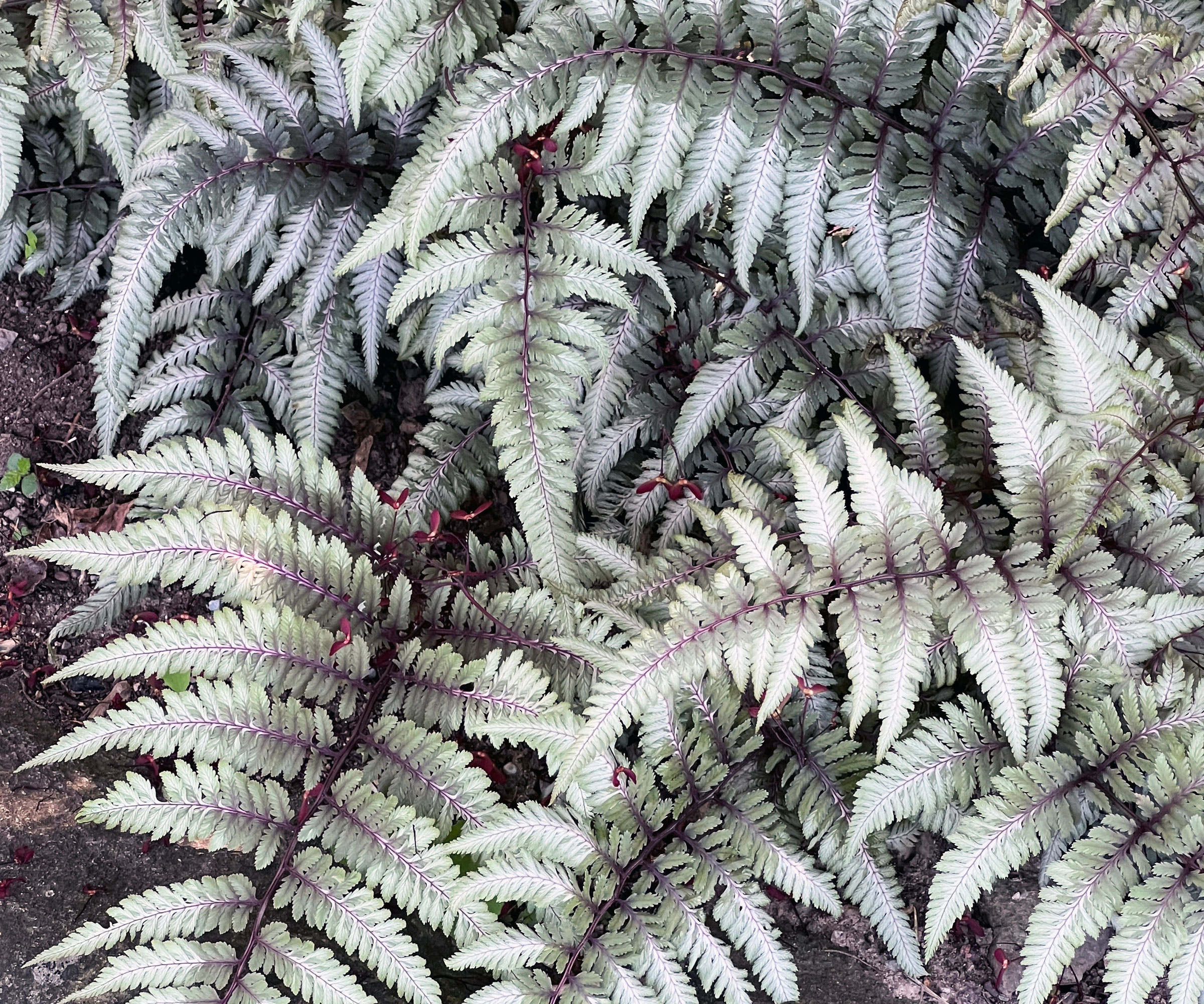 Japanese painted fern with silver gray leaves
