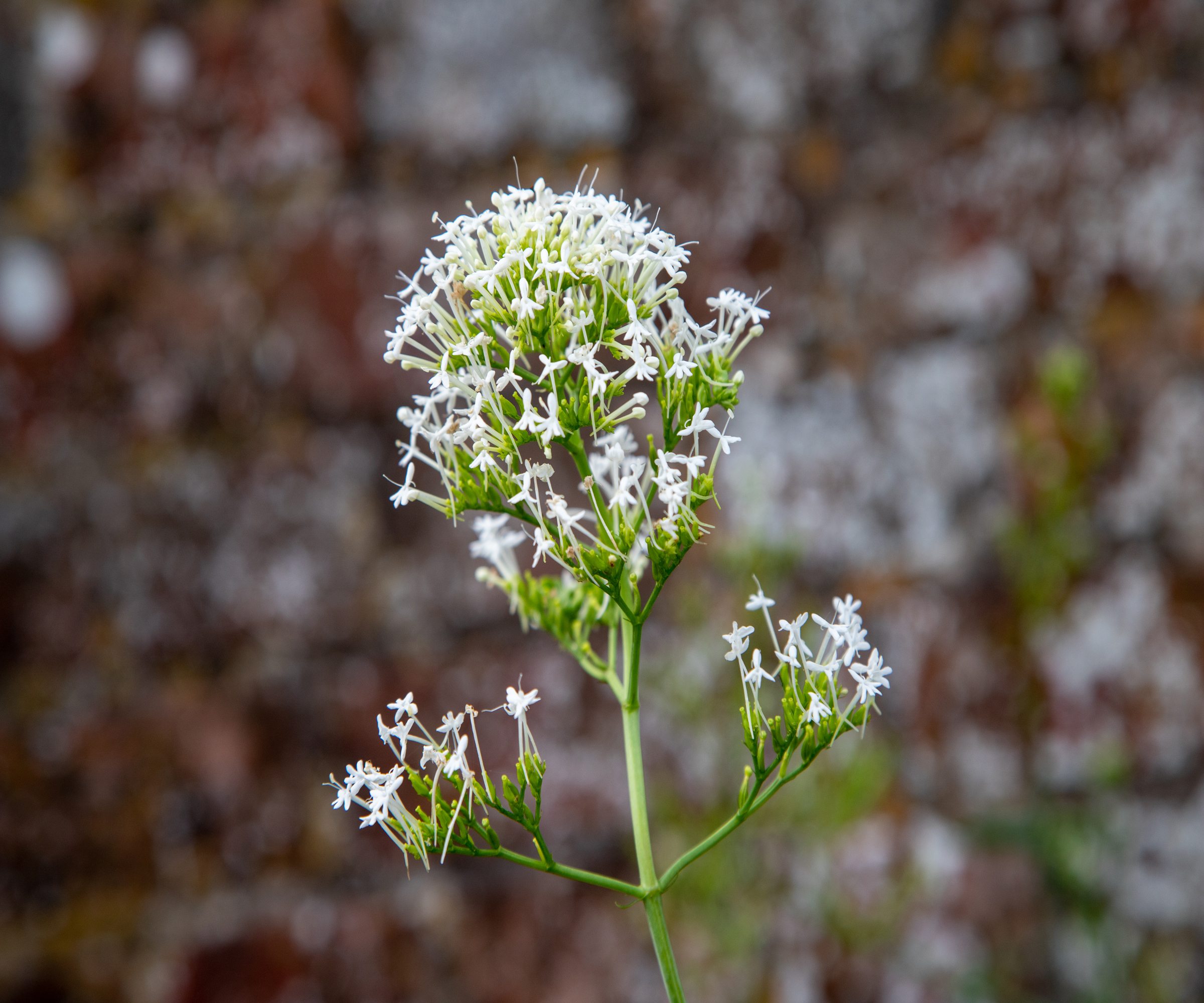 Close up of a white valerian flower