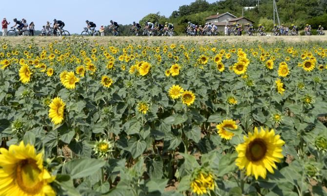 The peloton ride by one of the many sunflower fields during the Tour de France
