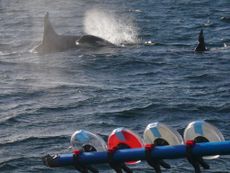 Blowhole spray from killer whales along the Pacific coast is giving scientists information about the orcas' health.