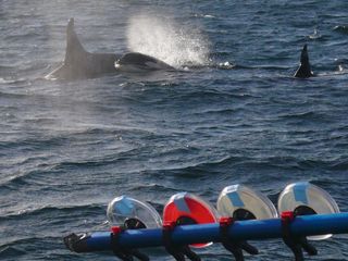 Blowhole spray from killer whales along the Pacific coast is giving scientists information about the orcas' health.
