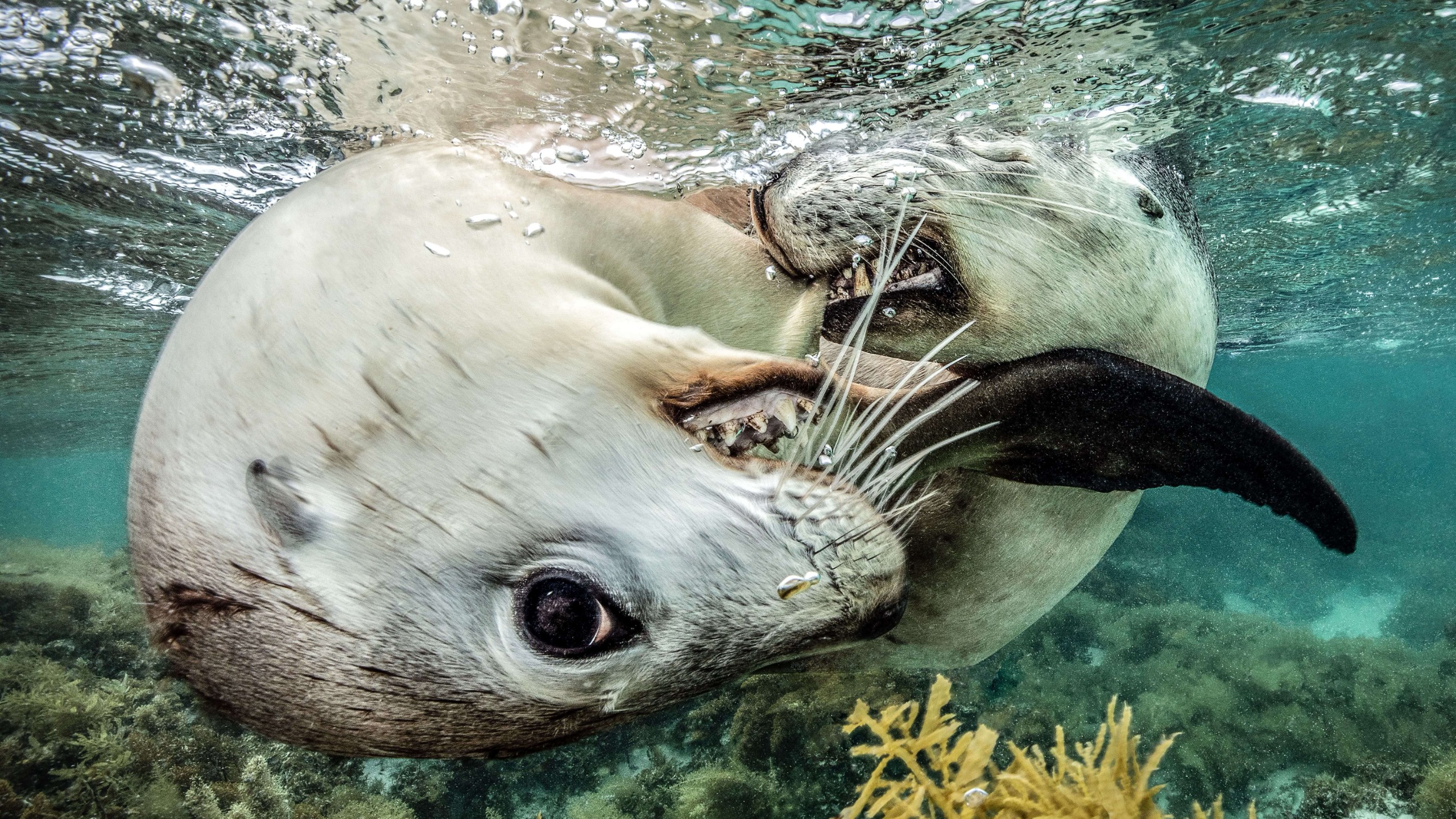 Two sea lion pups wrapped around each other near to the camera. One looks directly at camera. 