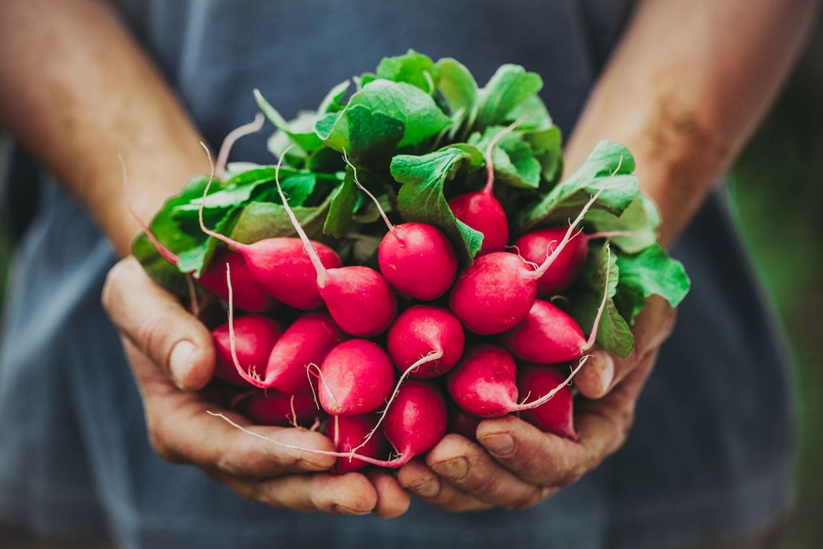 Harvesting Radishes Learn When To Pick Radishes Gardening Know How