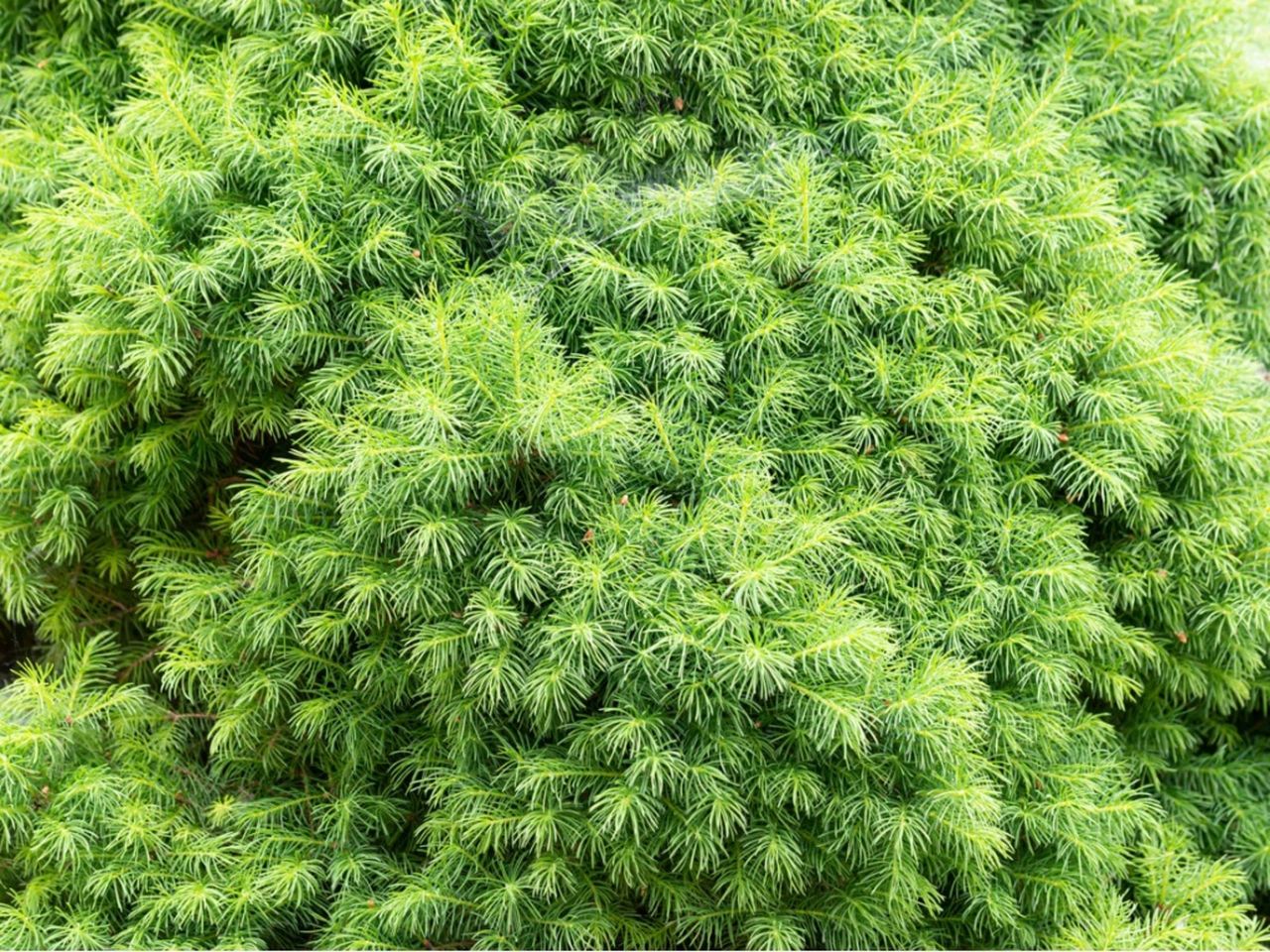 Green Bird&amp;#39;s Nest Spruce Shrubs