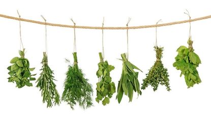 Herbs Hanging To Dry