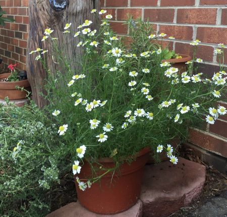 chamomile pot