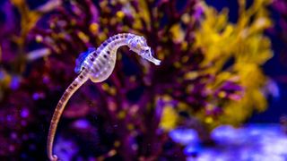 Sea horse in the ocean by coral