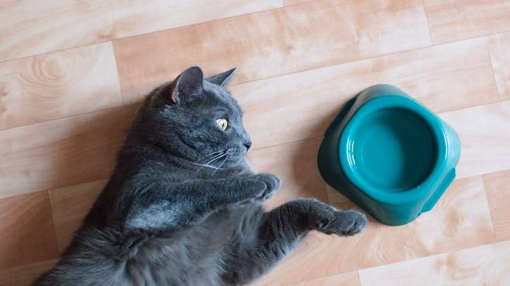 dehydration-in-cats-symptoms-prevention-and-treatment-petsradar