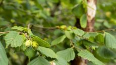 Hazel tree with green leaves and fruits in a sunny garden