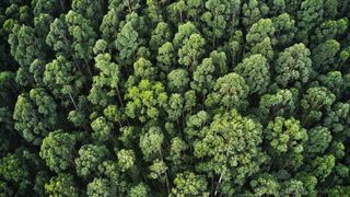 Aerial shot of a thick forest