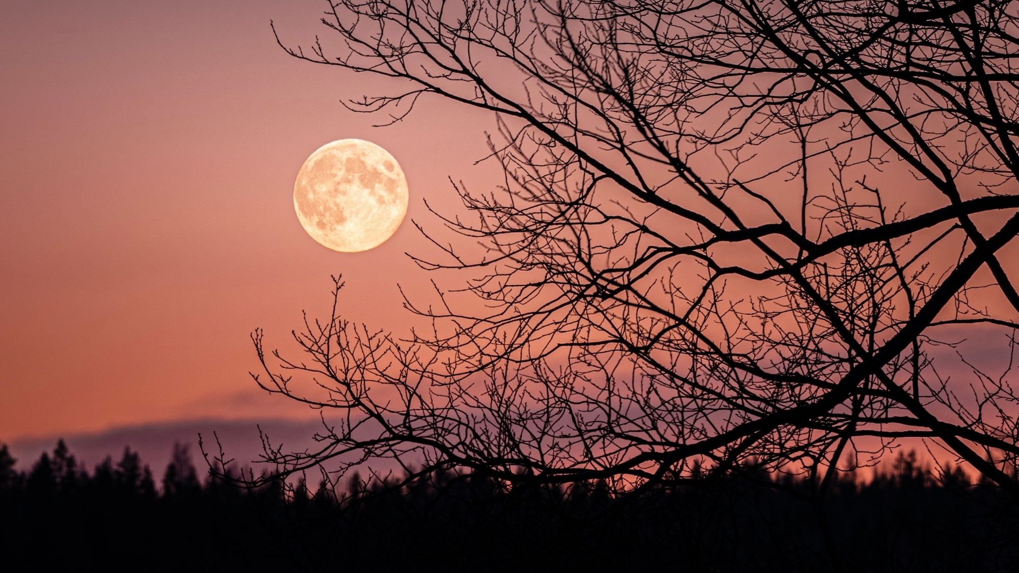 Low angle view of silhouette of bare tree against sky at night