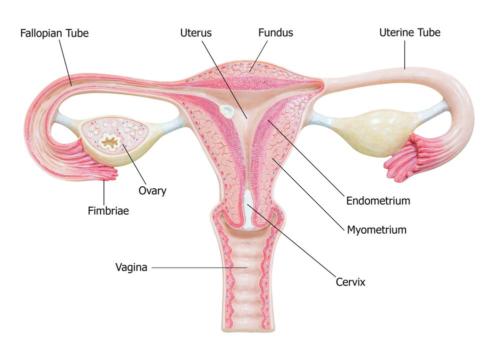 Ovaries Facts Function Disease Live Science
