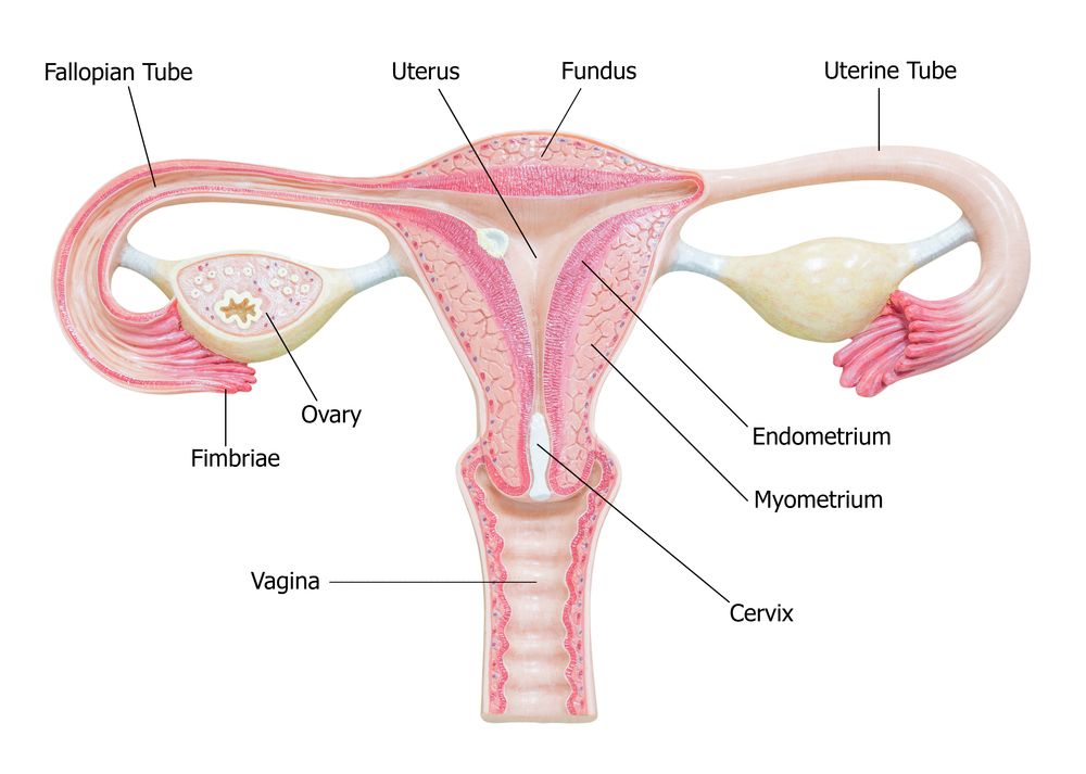 how big is an ovary