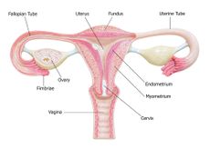 female reproductive system