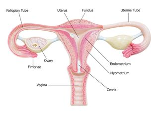 female reproductive system parts and functions