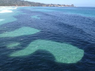 A huge anchovy school offshore of La Jolla, California, on July 8.