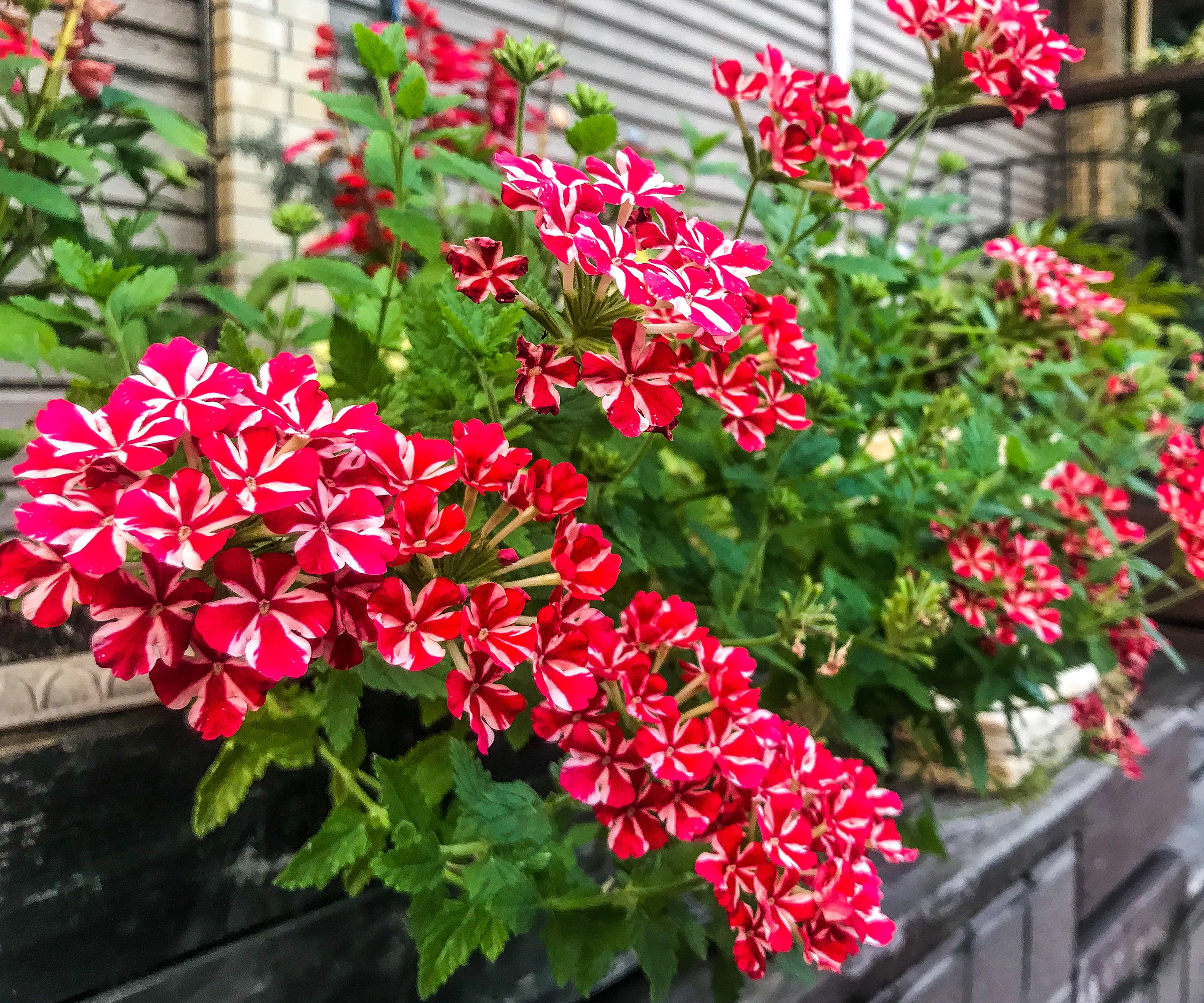 Red and white verbena flowers