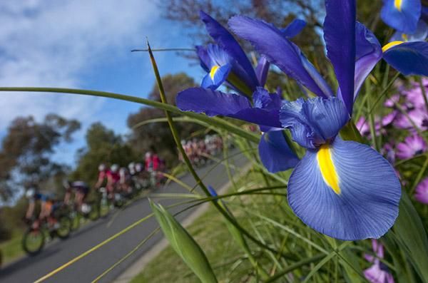 Flower power in the peloton during stage three of the Tour in Numurkah.