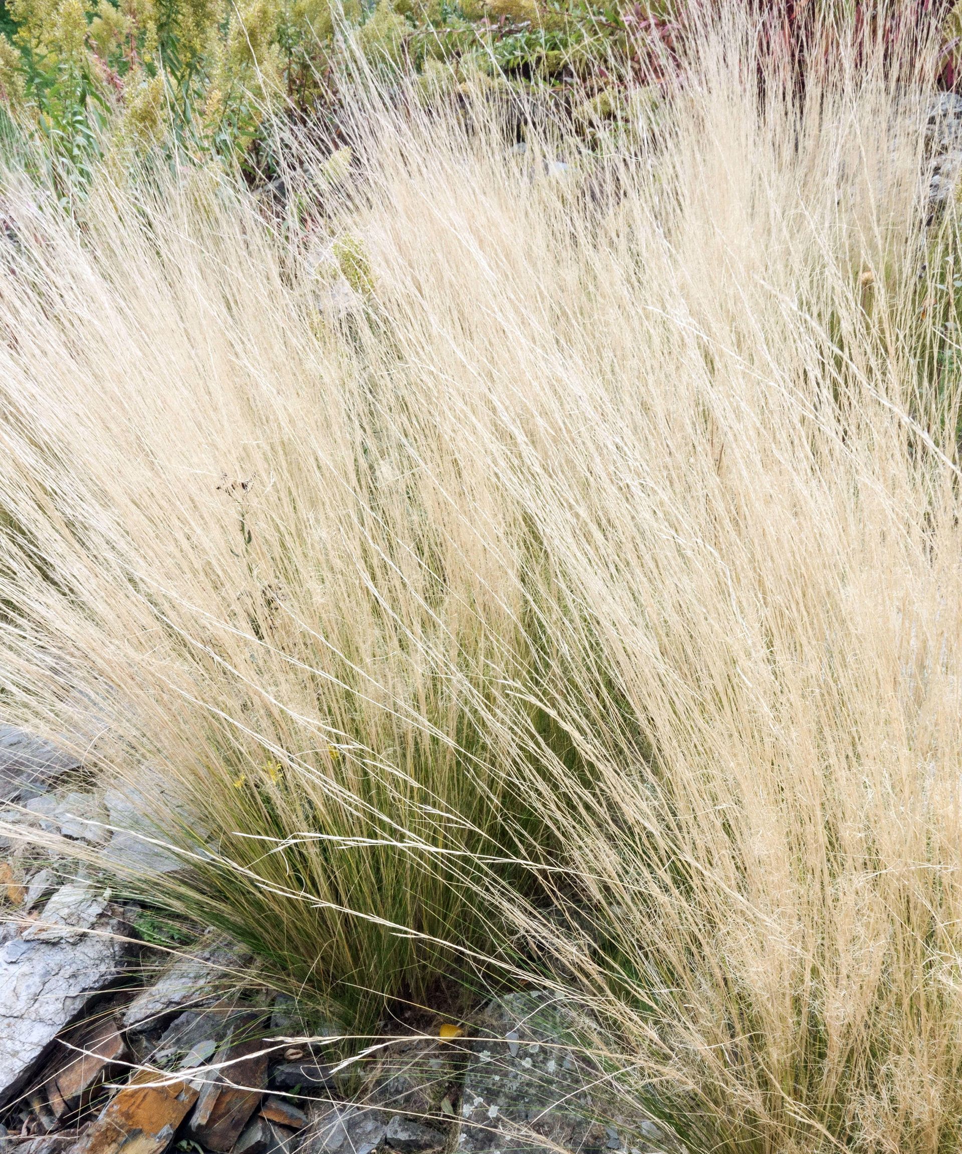Mexican feather grass Nassella tenuissima
