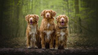 Nova Scotia Duck Tolling Retriever