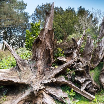 Several dead stumps in a stumpery