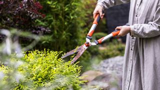 picture of woman use shears to cut a bush