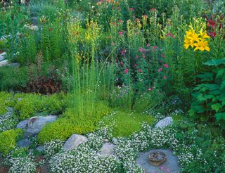 summer garden with a bordering path and flowering ground covers lilies and penstemon