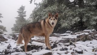 Alaskan malamute in rocky terrain