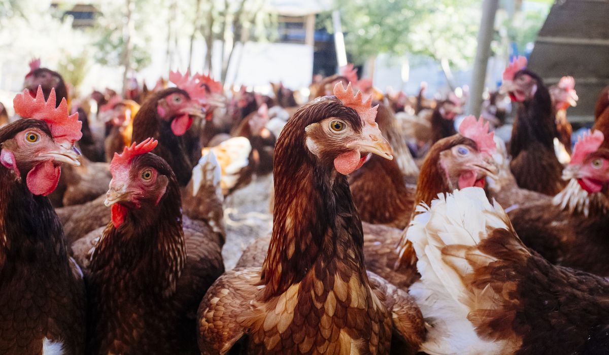 chicken flock