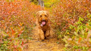 young miniature golden doodle enjoying off-leash run on hiking trail in autumn weather
