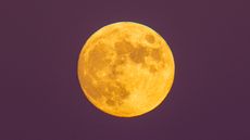 A photograph of the full moon, looking yellow against a purple sky