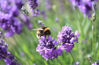 bee on lavender