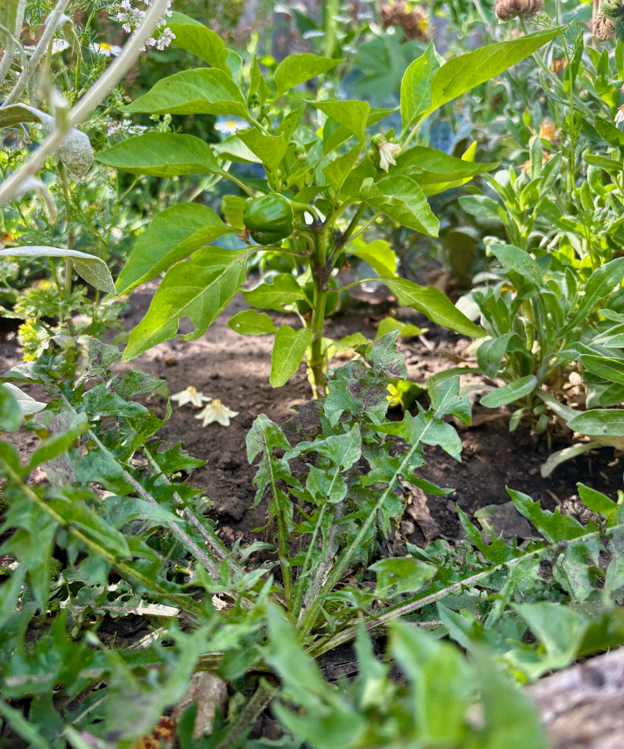 dandelion growing in a vegetable patch with a bell pepper