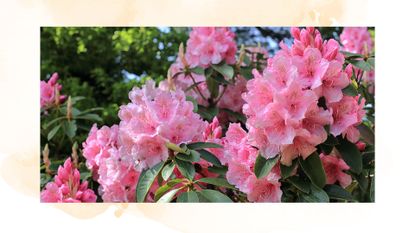 picture of pink rhododendrons in garden