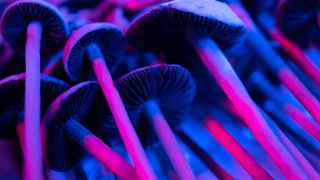 magic mushrooms are chemicals called psilocybin and psilocin