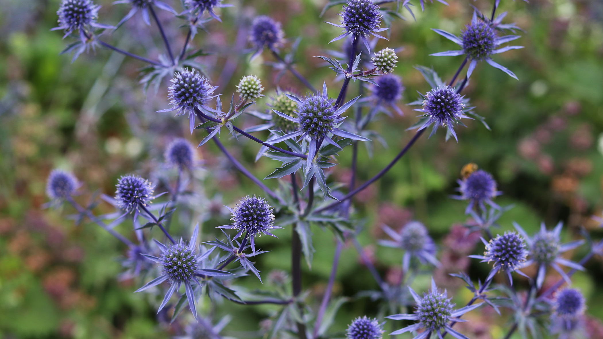 Sea holly / eryngium in a garden