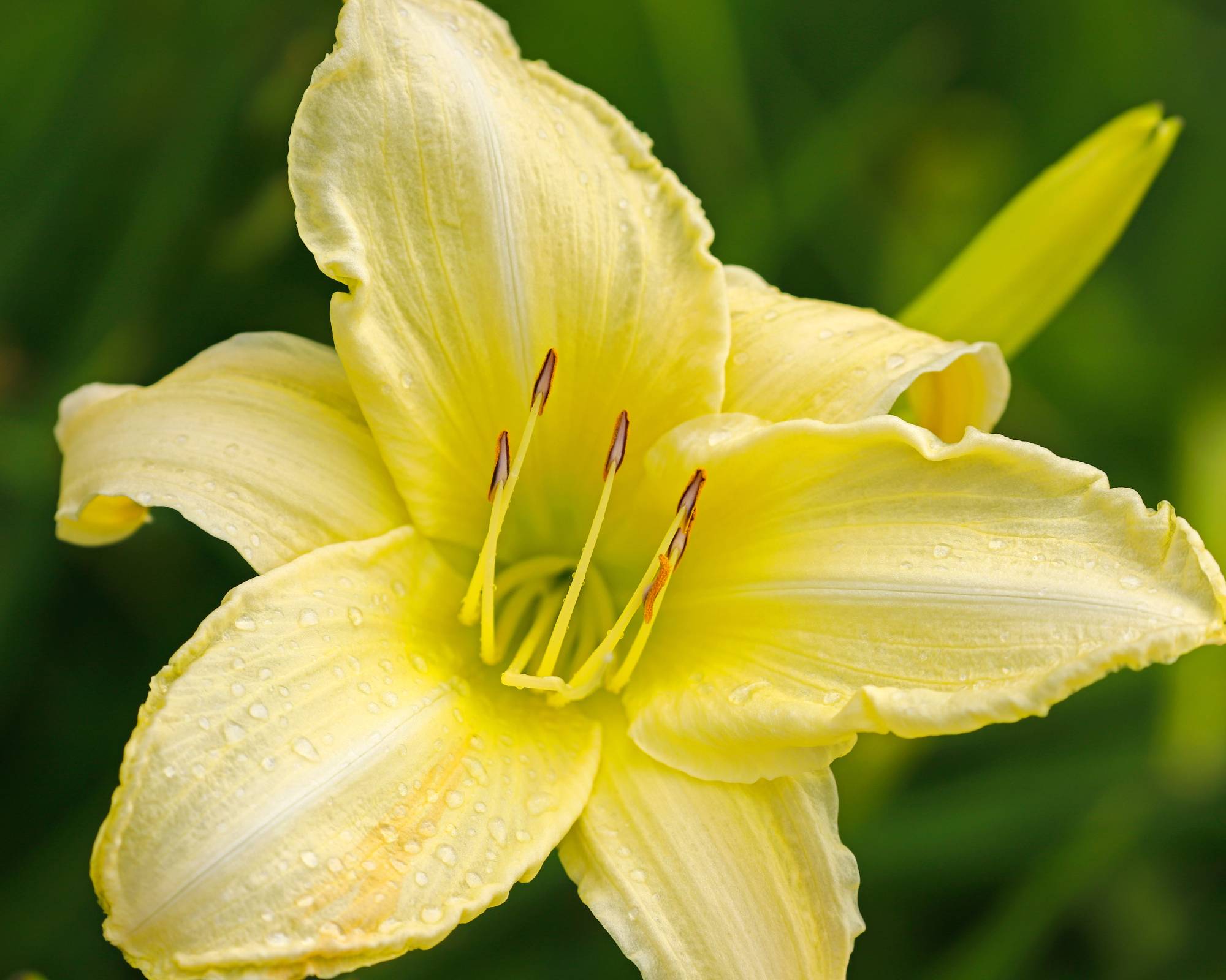 Bright yellow daylily