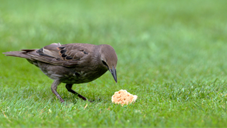 Bird about to eat a biscuit off the grass