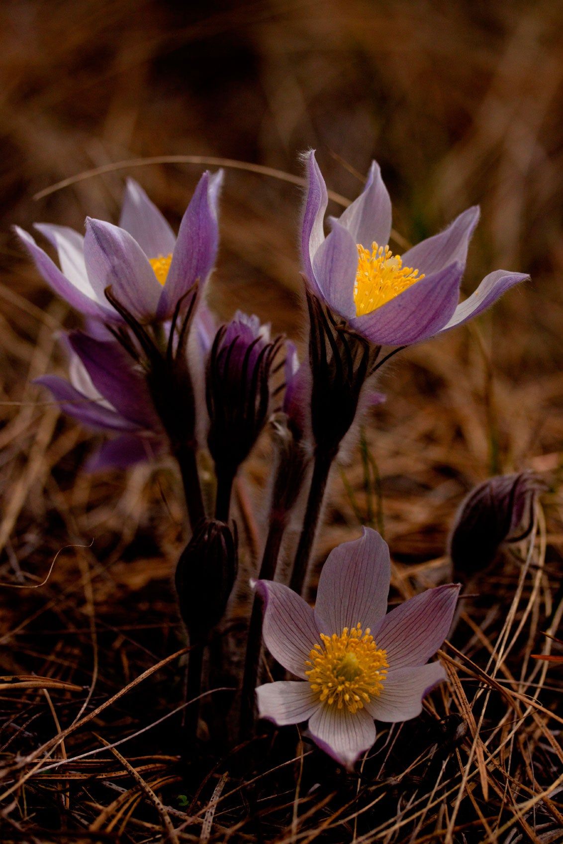 Pasque Flowers