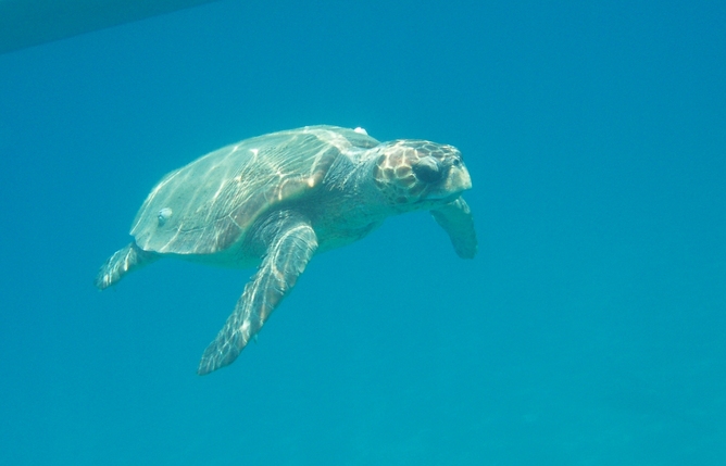 What Does Climate Change Mean for Sea Turtles? | Live Science