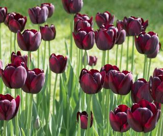 'Queen of Night' tulips in flower