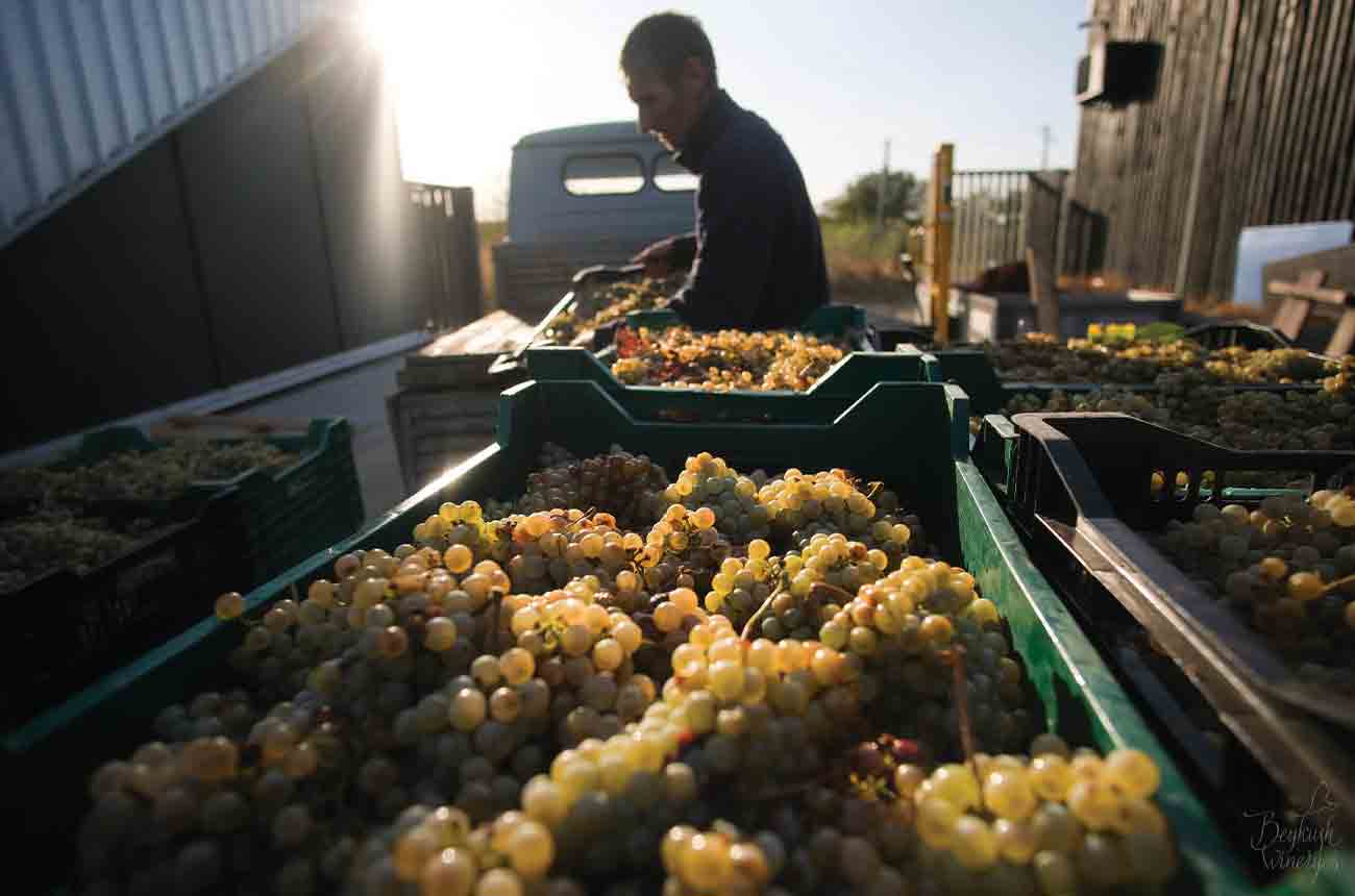 Grapes arriving at Beykush Winery
