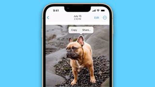 An iPhone showing a photo of a dog, with the dog highlighted and the options 'Copy' and 'Share'