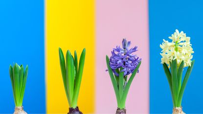 Hyacinth flowers growing in four stages.