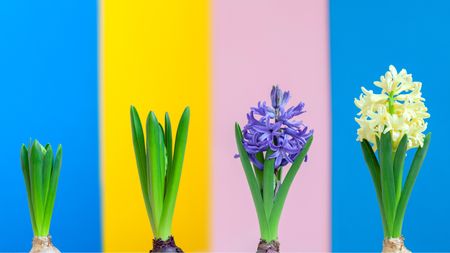 Hyacinth flowers growing in four stages.