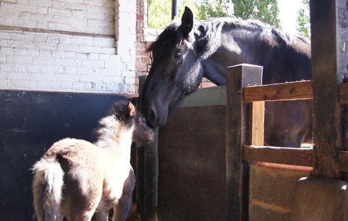Derek the rescued foal