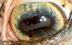 2-external-appearance-of-the-normal-eye-this-is-the-eye-of-a-light-coat-coloured-animal.jpg