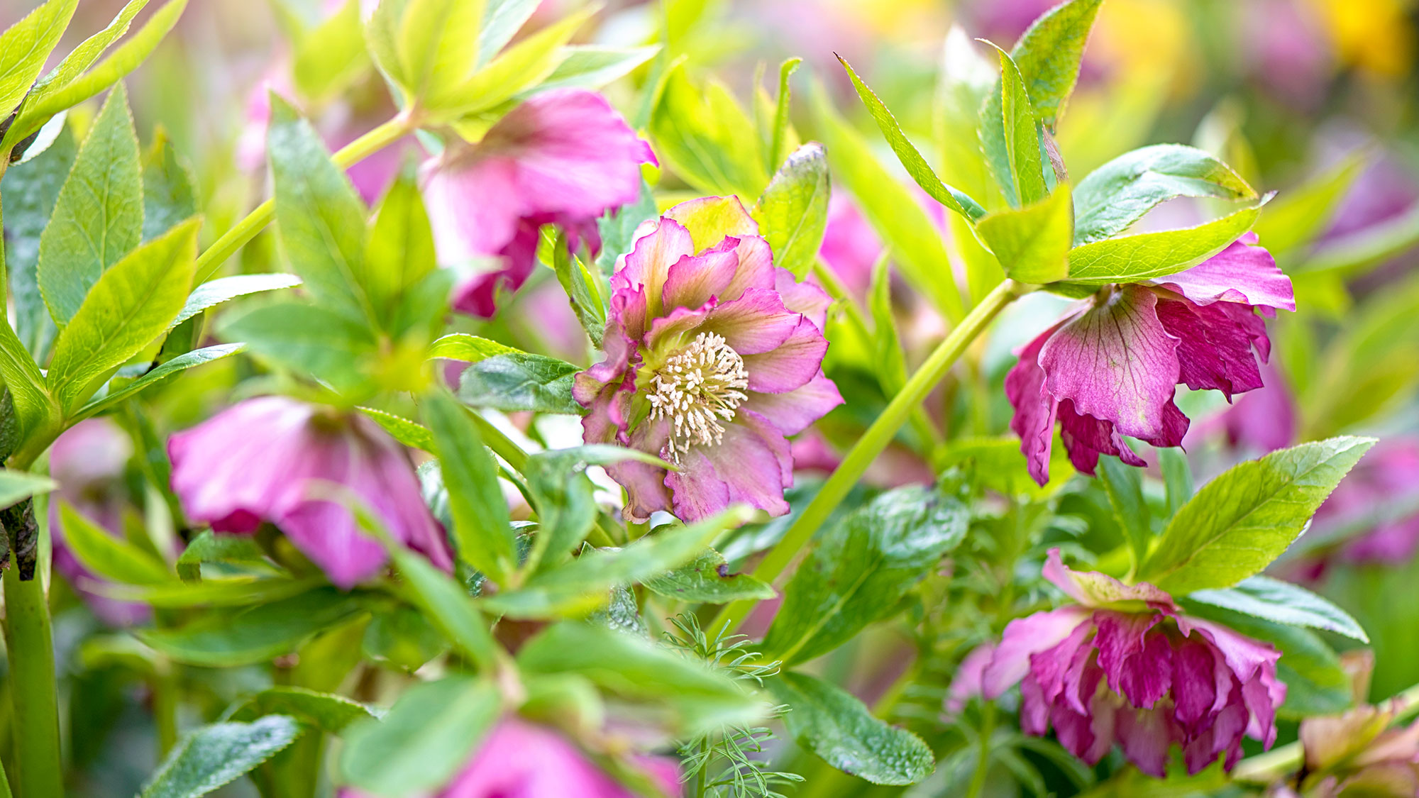 pink flowering hellebore plants, also known as lenten roses or Christmas roses