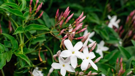 Jasmine climbing plant in bloom with white and pink flowers