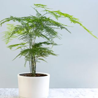 Asparagus plumosa fern in a beautiful pot with copy space